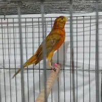 قناری نر مست