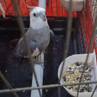 عروس هلندی نر
