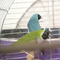 فنج گلدین آماده تخم با قفس