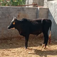 ۲۱راس گوساله لاغره گیلدورگ ۱۴۵کیلویی سوپر جنس