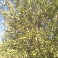 چیدن زیتون دانه درشت