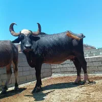 گاومیش