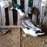 اردک روئن فرانسوی|حیوانات مزرعه|برازجان, |دیوار