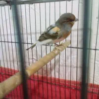 فروش قناری حراج حراج سالم سرحال|پرنده|ایلام, |دیوار