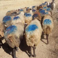 ۳۵راس گوسفند داشتی ۲زایده مابقی آبستن سنگین|حیوانات مزرعه|بهار, |دیوار