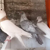 کفتر ذات دار