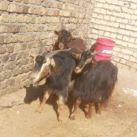 بز بزغاله چاق گوشتی|حیوانات مزرعه|کرج, استاندارد|دیوار