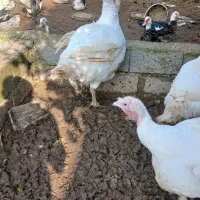 بوقلمون و اردک اسرائیلی و قاز ارگانیک|حیوانات مزرعه|آستانه اشرفیه, |دیوار