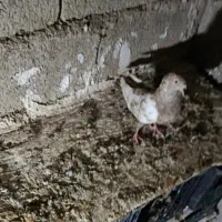 رنگی|پرنده|جره و بالاده, |دیوار
