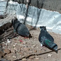 کفتر پرشی
