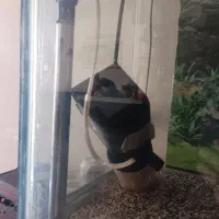 فروش آکواریوم با لوازم کامل|ماهی|اصفهان, شهرک امام زمان|دیوار