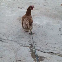 یک عد مرغ بومی تخم گذار برای فروش