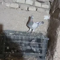 نامور|پرنده|لالجین, |دیوار