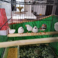 یک جفت فنچ با تخم و۴ جوجه دستی