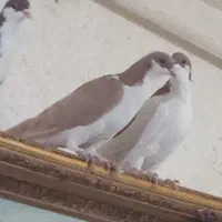 ابروبسته شیک رنگ روشن دونی پانصد