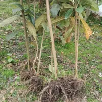 نهالستان چهار فصل