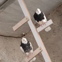 10عدد طوقی و دوکت زرد تکی