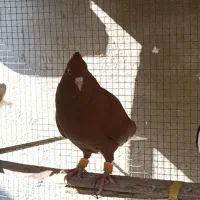 کبوتر رنگی سرخ دمسفید نرکاکلی|پرنده|قائم‌شهر, |دیوار