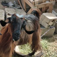 بز گوشتی|حیوانات مزرعه|ایرانشهر, |دیوار