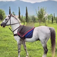 فروش یک راس نریان قد بلند و آرام نیلی رنگ|اسب و تجهیزات اسبسواری|ماسال, |دیوار