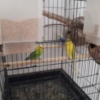 عروس ههلندی و مرغ عشق