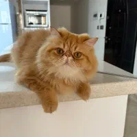 بچه گربه های پرشین اسکاتیش بریتیش زیبا|گربه|آبادان, |دیوار