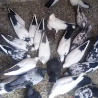 کبوتر دم سیاه