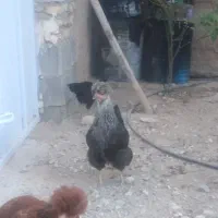فروش مرغ وخروس محلی