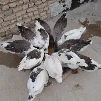 حیوان