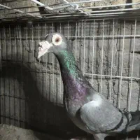 ماده سبز کاریر 3میلیون   ماده مولمنز  1800|پرنده|تربت‌حیدریه, بالا ولایت|دیوار