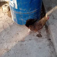 مرغ محلی جون عربی