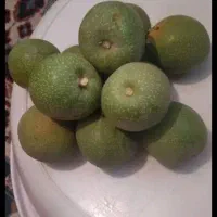 گردو
