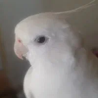 عروس هلندی گمشده