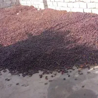 خریدار آهن ضایعات و خرما کده هستم