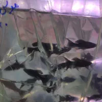 ماهی و آکواریوم|ماهی|ارومیه, |دیوار