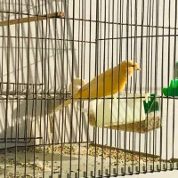 قناری|پرنده|تهران, علم و صنعت|دیوار