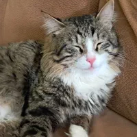 گربه DLH واگذاری به گربه دوست ها