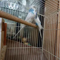 مرغ عشق|پرنده|قم, شاه سید علی|دیوار