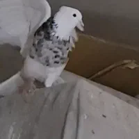 طوقی هفت رنگ