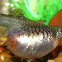 بشتابید ۲۰ تا گوپی ببر یک جفت هدیه بگیر