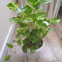 گل پتوس|گل و گیاه طبیعی|رشت, آب و برق|دیوار