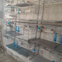 سهره نر .|پرنده|ساوه, |دیوار