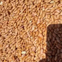 لوبیا