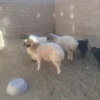 یه بره ماده ودو بره نر فروشی|حیوانات مزرعه|بیرجند, |دیوار