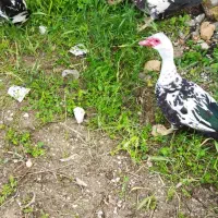 اردک مسکویی (اسراییلی)|حیوانات مزرعه|هلیلان, |دیوار