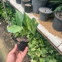 پتوس نشائی عمده