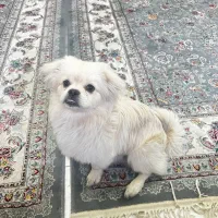 سگ نژاد پودل کراس