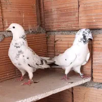 یه جفت کبوتر پرشی بشرط