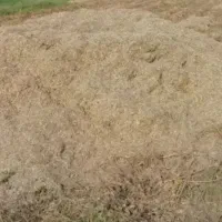 فروش کاه ماش کمباین در گتوند درجه یک