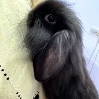 خرگوش لوپ بازی گوش|موش و خرگوش|زرند, |دیوار